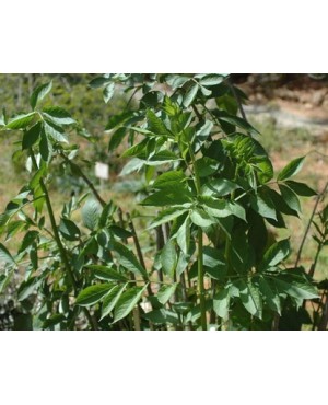 Sambucus nigra